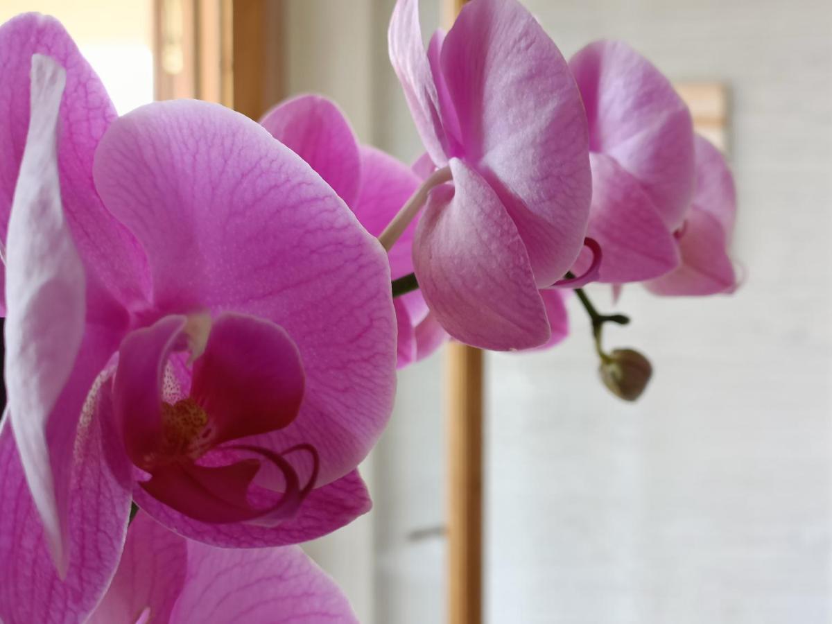 ريكادي B&B Villa Orchidea المظهر الخارجي الصورة